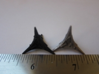 Dice : d4 SW CW caltrop Bdetail SS