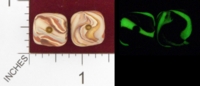 Dice : MINT23 D6 GAME DICE SEA SHELL GLOW