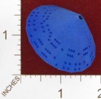 Dice : MINT24 SHAPEWAYS CLSN D36 2D2 IN ONE