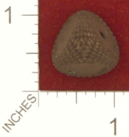 Dice : MINT25 SHAPEWAYS DIZINGOF PRE HISTORIC D4 DICE 01